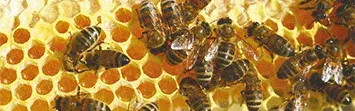 Du rucher à Biocoop : l’histoire d’un miel bio engagé